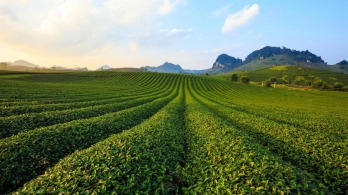 MỘC CHÂU - MAI CHÂU
